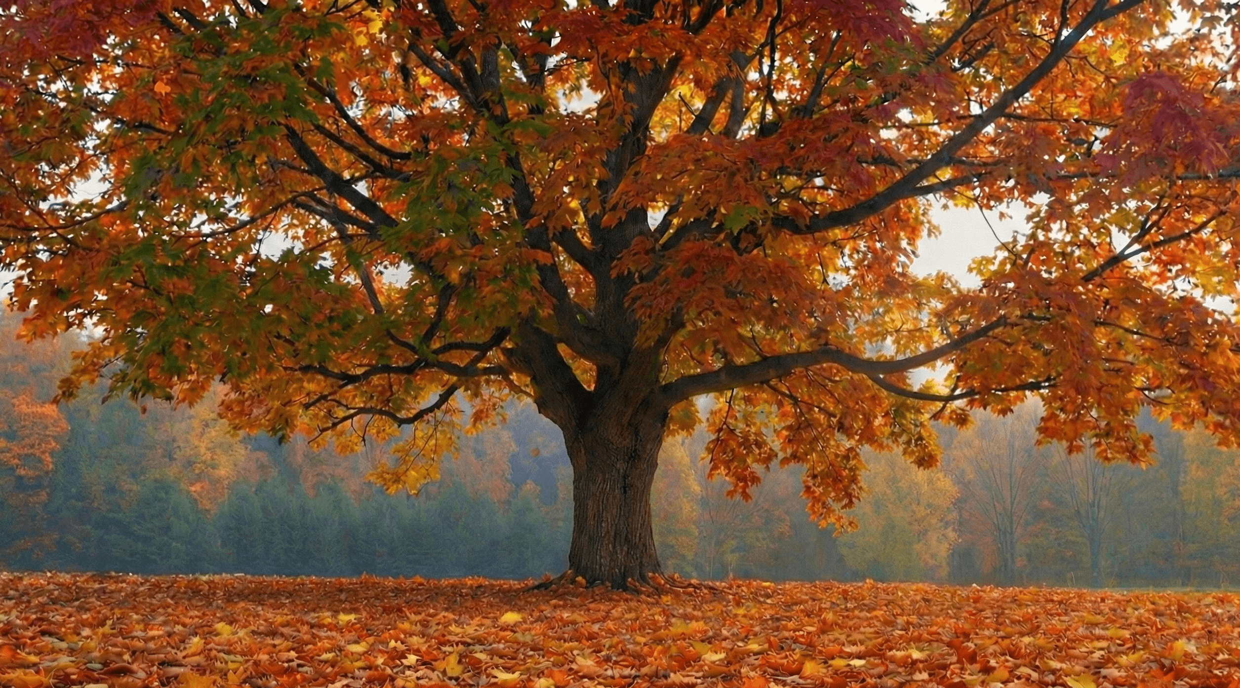 Autumn forest background